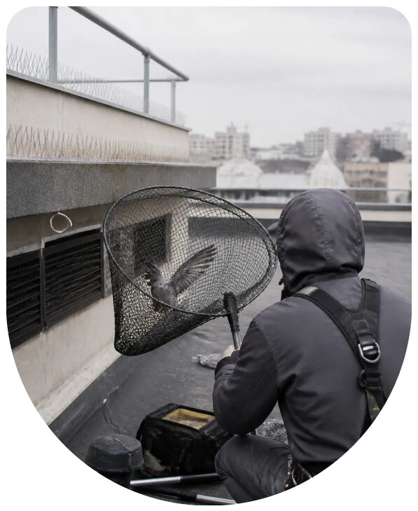 Профессиональный и оперативный отлов птиц в Новомосковске